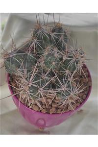 Pagoda Echinocereus-kaktüs-14 Cm Saksı-kaktüs-ref 21d/den F