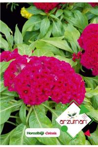 GüçlüTedarik Horozibiği (celosia) Çiçek Tohumu 100 Adet