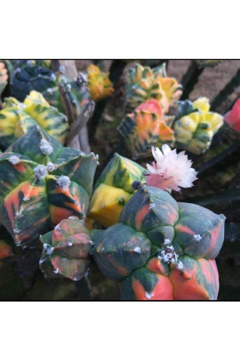 EMİN KAKTÜS 10 Adet Astrophytum Kikko Varıegate Tohumu Saksı Torf