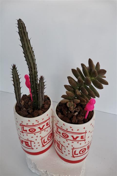 KARE Love 2 Kupada Kaktüs Ve Sukulent