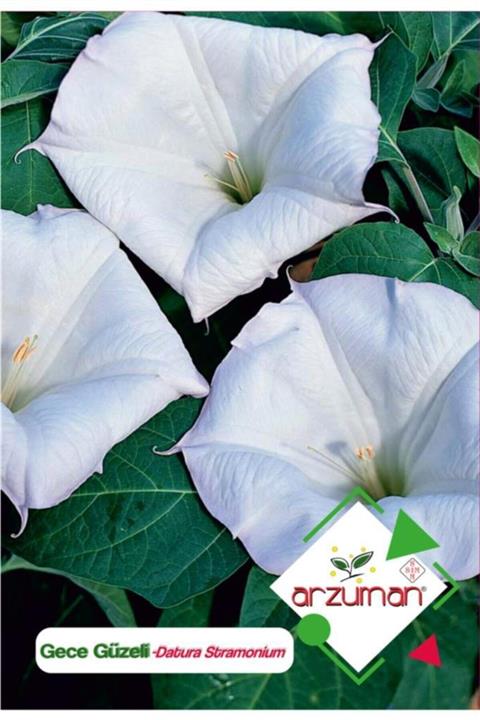 GüçlüTedarik Gece Güzeli (datura L.) Çiçek Tohumu 15 Adet