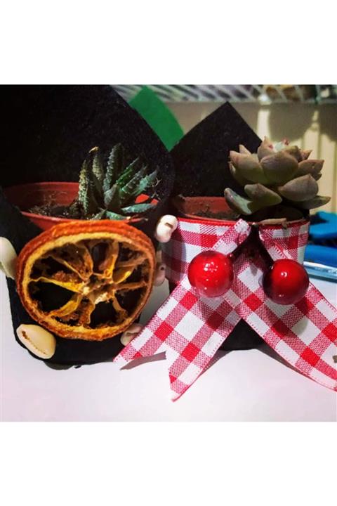 ATÖLYE LETAFET Sukulent Hediyelik