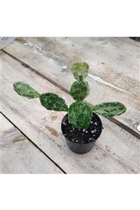 skulentdiyari Opuntia Monacantha Variegata 8.5cm