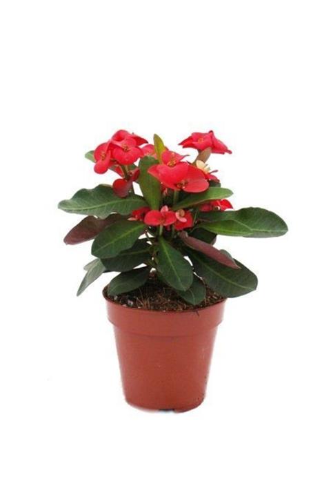 fidanistanbul Euphorbia Milii Dikenler Tacı Aşılı Kaktüs 10-15 cm Saksıda