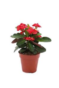 fidanistanbul Euphorbia Milii Dikenler Tacı Aşılı Kaktüs 10-15 cm Saksıda