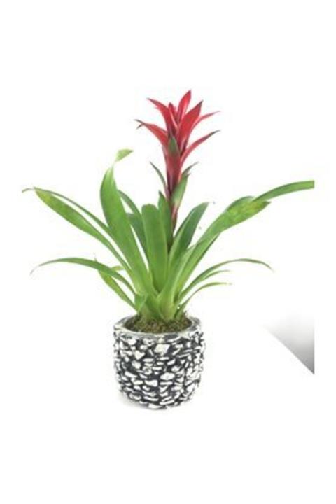 Hasal Süs Bitkileri Kırmızı Yıldız Çiçeği Guzmanya Guzmania & Eskitme Magle Beton Saksıda Hediyelik Canlı Çiçek