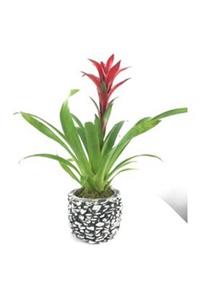 Hasal Süs Bitkileri Kırmızı Yıldız Çiçeği Guzmanya Guzmania & Eskitme Magle Beton Saksıda Hediyelik Canlı Çiçek