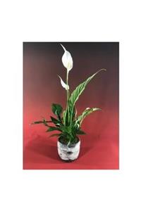 Hasal Süs Bitkileri Yelken Çiçeği Barış Zambağı Spathiphyllum & Beyaz Remz Beton Saksıda Hediyelik Canlı Çiçek