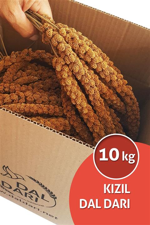 Dal Darı Net Kızıl Dal Darı 10 Kg