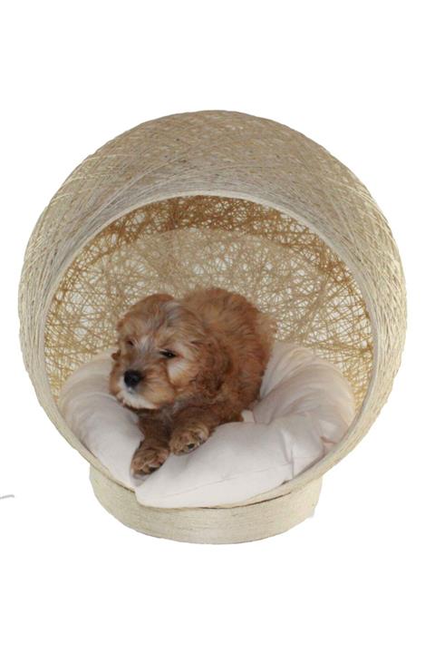 Alpi Küçük Irk Köpek Yatağı Krem