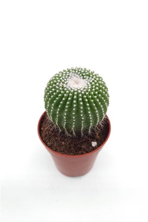 kaktuskent Notocactus Leninghausi Inermis Kaktüs