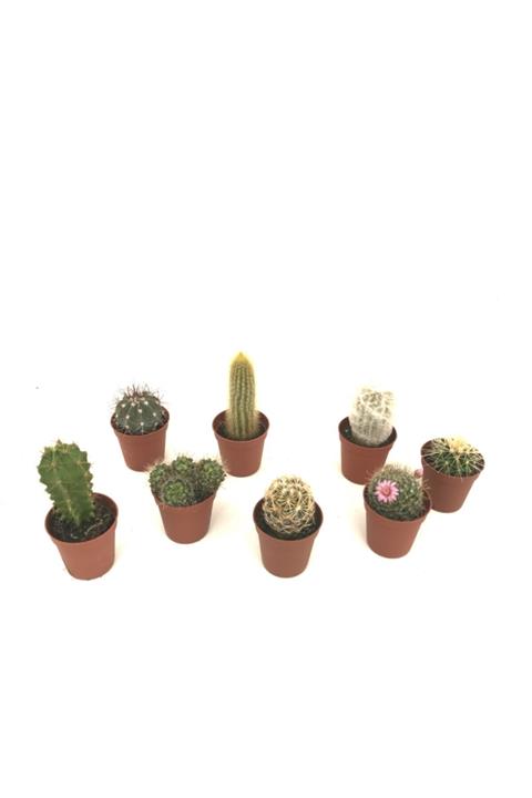 fidanova Kaktüs 5cm Saksıda, 8 Adet