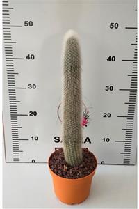 SAHRAFLORA Cleistocactus Strausii Kaktüs