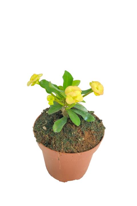 Sukulent Bahçem Euphorbia Milii – Dikenler Tacı – Sarı Çiçekli 10,5 Cm Saksıda