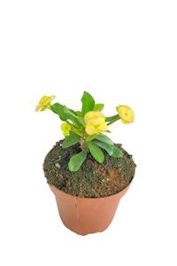 Sukulent Bahçem Euphorbia Milii – Dikenler Tacı – Sarı Çiçekli 10,5 Cm Saksıda