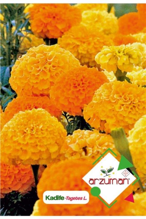 GüçlüTedarik Kadife (tagetes L.) Çiçek Tohumu 50 Adet