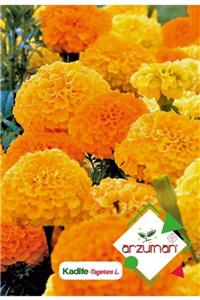 GüçlüTedarik Kadife (tagetes L.) Çiçek Tohumu 50 Adet