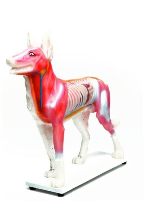 Edulab Köpek Modeli