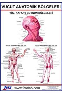 Edulab Vücudun Anatomik Bölümlerini Gösteren Eğitim Plakası