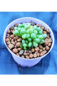 Pagoda Haworthia Cooperi-8.5 Cm Saksı-kaktüs-ref 01b/95