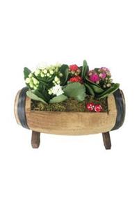 Hasal Süs Bitkileri Çeşitli Renkte Kalanşo Kalanchoe & Barrel Saksıda Canlı Çiçek