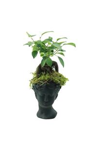Çiçek Yolla Helen Bonsai Serisi