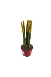 Palmiye Sansevieria Cylindrica – Sarı Renk