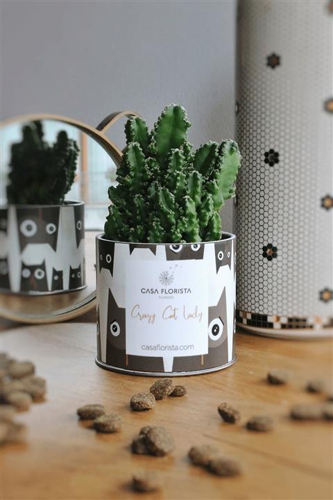 Casa Florista Hayvan Severlere Özel Hediyelik Kaktüs Cereus Bitkisi \