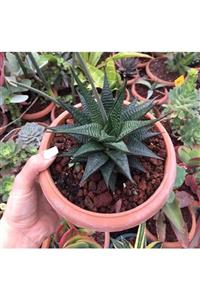 ünal kaktüs Haworthia Limifolia