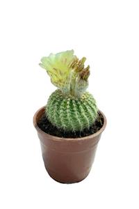 Sukulent Bahçem Notocactus (parodia) Buiningii - Sarı Çiçek Açan Kaktüs (12 Cm Saksıda)