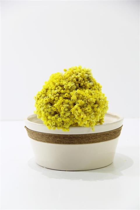 Dekorsende Kurutulmuş Altın Otu Demeti Sarı