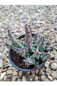 Astro Kaktüs Sukulent Huernia Primulina