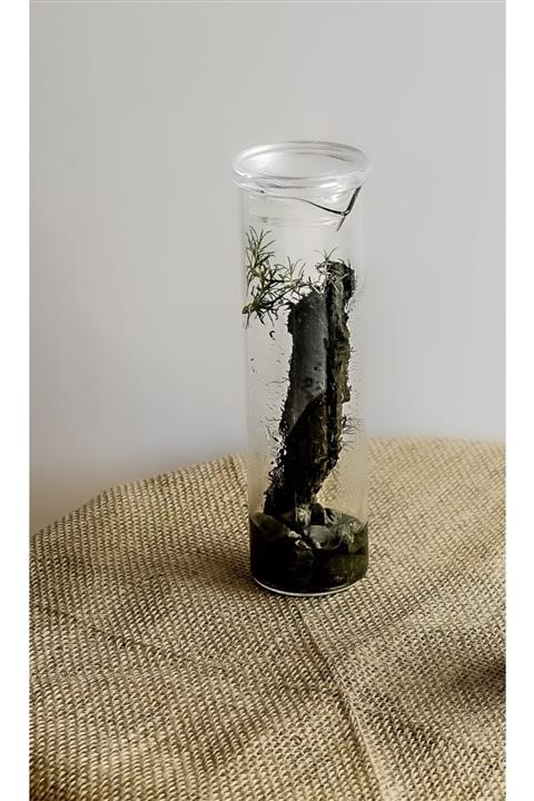 selimzadem Gülya Kavonoz Kapalı Teraryum