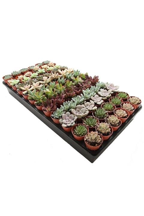 Yalova Fidan Market 12 Adet Sukulent