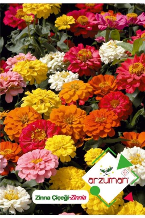 GüçlüTedarik Zinna (zinnia) Çiçek Tohumu 30 Adet