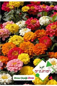 GüçlüTedarik Zinna (zinnia) Çiçek Tohumu 30 Adet