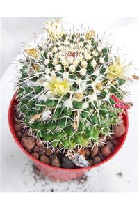 Pagoda Mammillaria Karwinskina-8,5 Cm Saksı-kaktüs-ref 17e/81