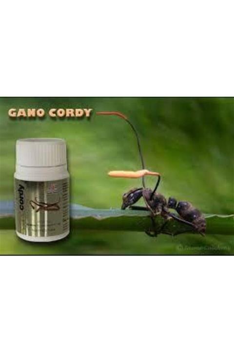 Gano Cordy Kapsül