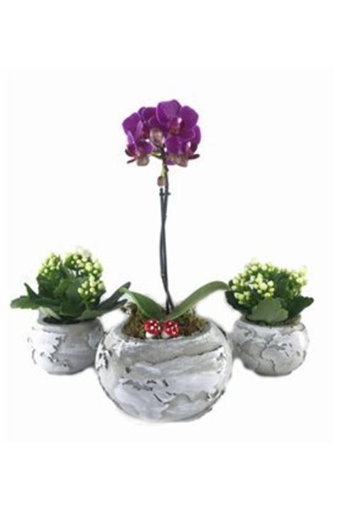 Hasal Süs Bitkileri Tek Dal Mini Mor Orkide & Beyaz Kalanşo Kalanchoe & Trio Dünyam Beton Saksıda Hediyelik Canlı Çiçek