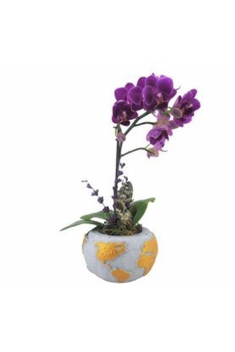 Hasal Süs Bitkileri Çift Dal Mini Mor Orkide & Beyaz Dünyam Beton Saksıda Hediyelik Canlı Çiçek