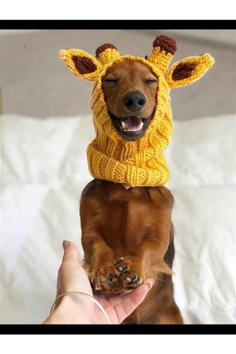 BurDen Dekoratif Ürünler & Tasarım Bir Gülüşü YeterKöpek Şapkası , Sarı Şapka, Pet Fashion, Köpek Kıyafeti
