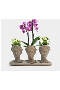 Hasal Süs Bitkileri Çift Dal Mini Mor Orkide & Kalanchoe & Gri Trio Helen Beton Saksıda Hediyelik Canlı Çiçek