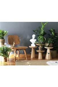 AMAZON WOODEN Keops / Eames Lcw