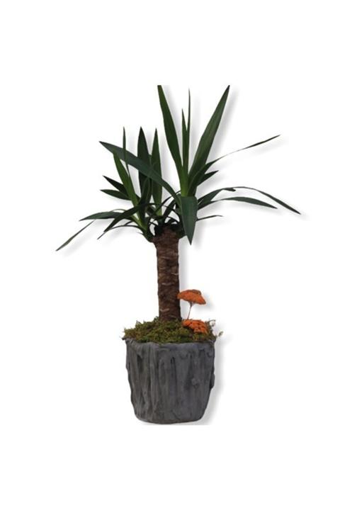 Çiçek Yolla Yuka Bitkisi