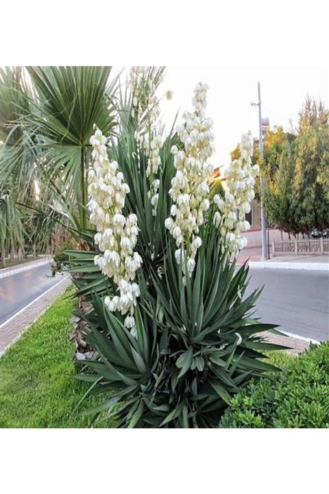 ALİBOTANİK Avize Çiçeği 30 cm Yucca Filamentosa
