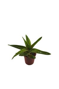 Palmiye Aloe Juvenna 5,5 cm