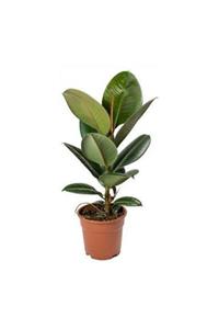 ALİBOTANİK Salon Kauçuk Çiçeği 60 Cm