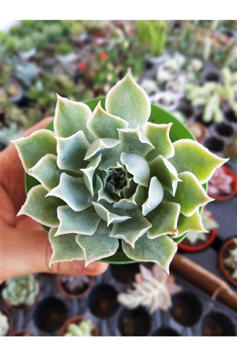 DOĞA BAHÇESİ Echeveria Simulans Laguna Sanchez Koleksiyonluk Tür 8,5cm