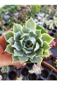 DOĞA BAHÇESİ Echeveria Simulans Laguna Sanchez Koleksiyonluk Tür 8,5cm