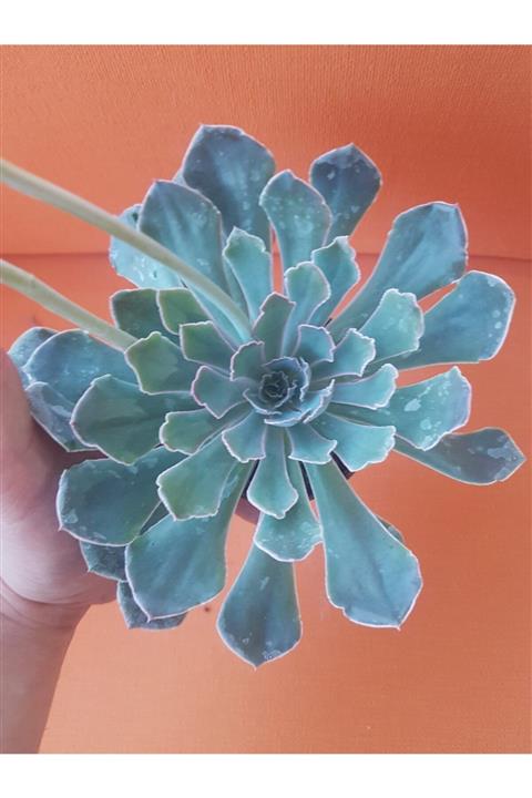 DOĞA BAHÇESİ Echeveria Neon Breakers Koleksiyonluk Tür Sukulent